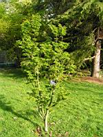 Acer palmatum cv Crispifolium (fam Aceracees) (Photo F. Mrugala) (1)